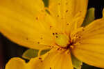 Flatwoods St. John's-wort